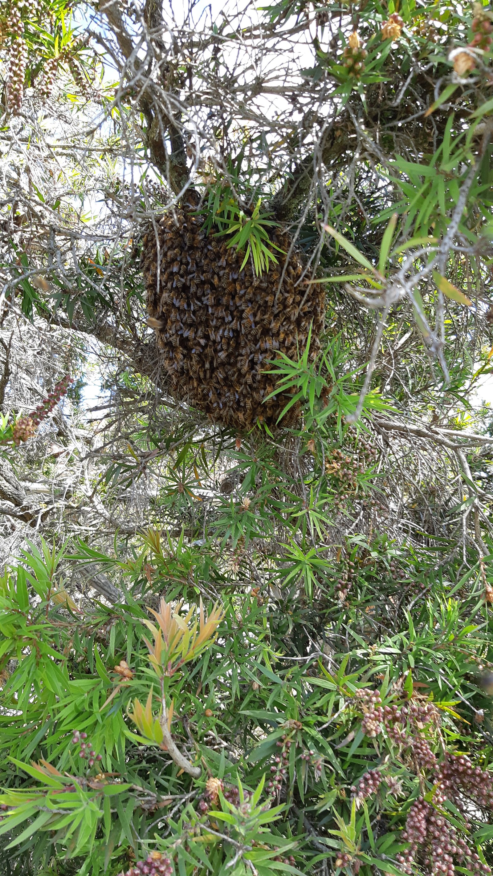 Swarm photo